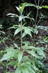 Eupatorium cannabinum