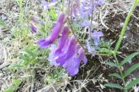 Vicia dasycarpa