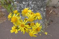 Jacobaea vulgaris