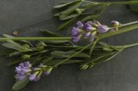 Medicago sativa