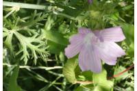 Malva moschata