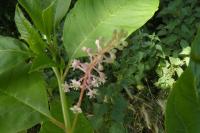 Phytolacca americana