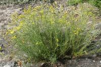 Senecio inaequidens