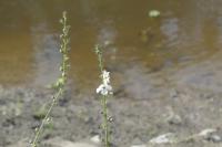 Verbascum blattaria
