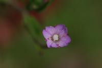 Epilobium parviflorum
