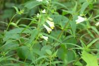 Melampyrum pratense