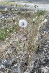 Crepis foetida