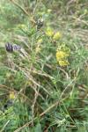 Medicago sativa nothosubsp. media