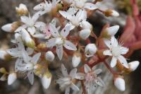 Sedum album