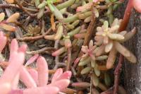 Sedum album