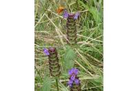 Prunella vulgaris