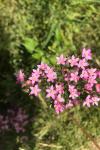 Centaurium erythraea