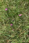 Dianthus armeria