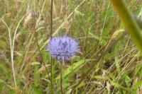 Jasione montana