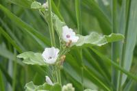 Althaea officinalis