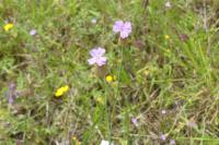 Petrorhagia prolifera