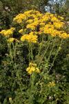 Jacobaea vulgaris