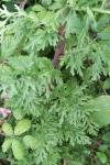 Jacobaea vulgaris