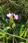 Lathyrus