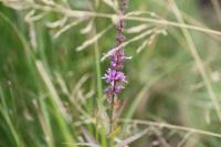 Lythrum salicaria