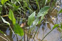 Alisma plantago-aquatica