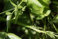 Helosciadium nodiflorum
