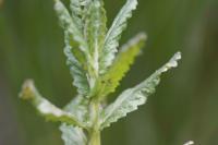 Teucrium scordium