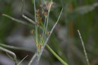 Juncus articulatus