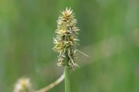 Carex otrubae