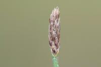 Eleocharis palustris
