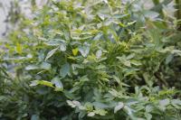 Helosciadium nodiflorum