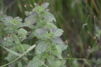 Mentha aquatica