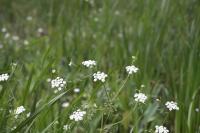 Oenanthe aquatica