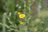 Pulicaria dysenterica