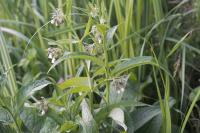 Symphytum officinale