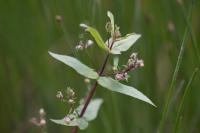 Veronica anagallis-aquatica