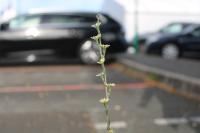 Lactuca saligna