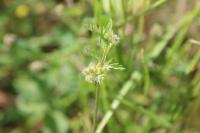 Torilis nodosa