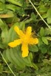 Hypericum calycinum