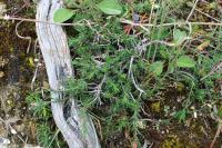 Fumana procumbens