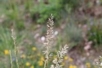 Koeleria pyramidata