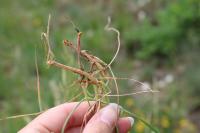 Koeleria pyramidata