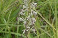 Himantoglossum hircinum