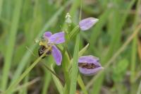 Ophrys apifera