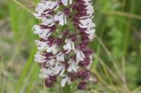 Orchis purpurea