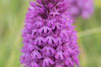 Anacamptis pyramidalis