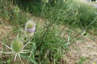 Dipsacus fullonum