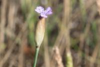 Petrorhagia prolifera