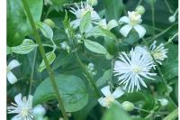 Clematis vitalba
