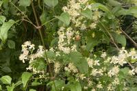 Clematis vitalba